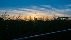 夕暮れの撮影散歩④