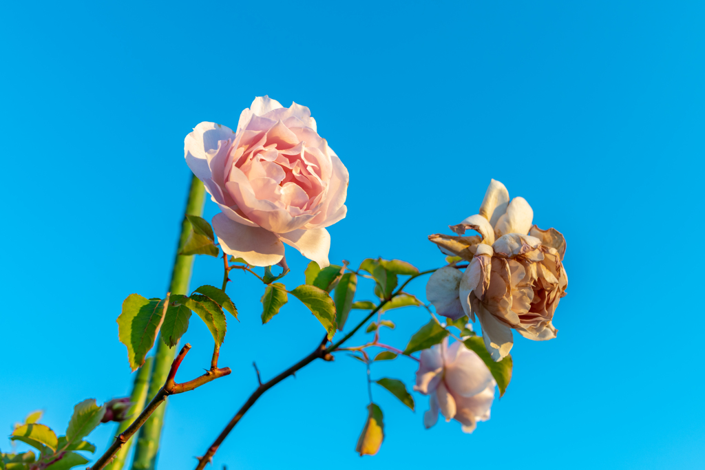 それでも　がんばる！