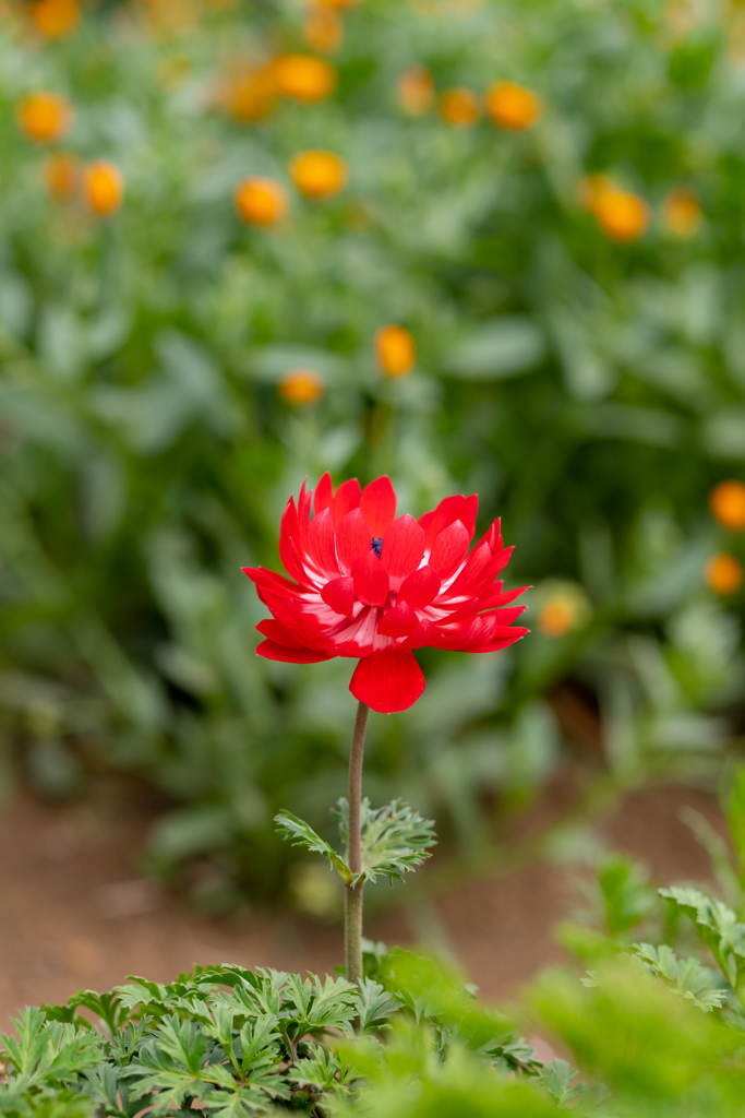 春花・赤