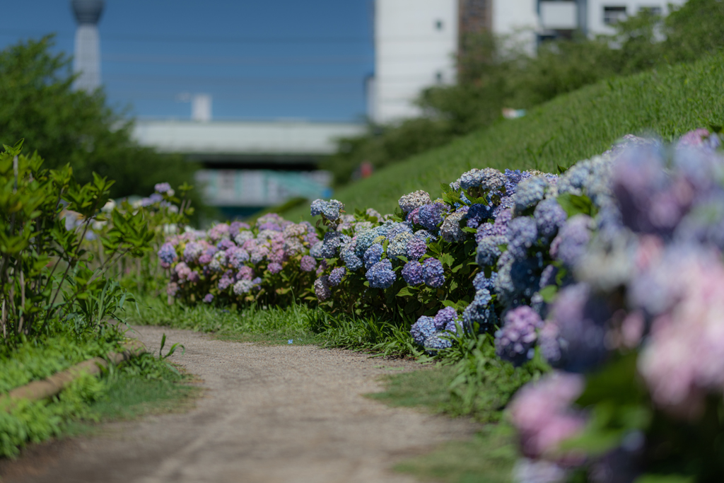 あじさいカーブ