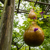 向島百花園①