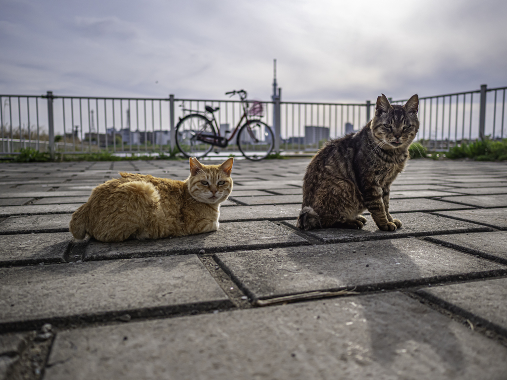さすらいの野良ネコ＾＾￥①