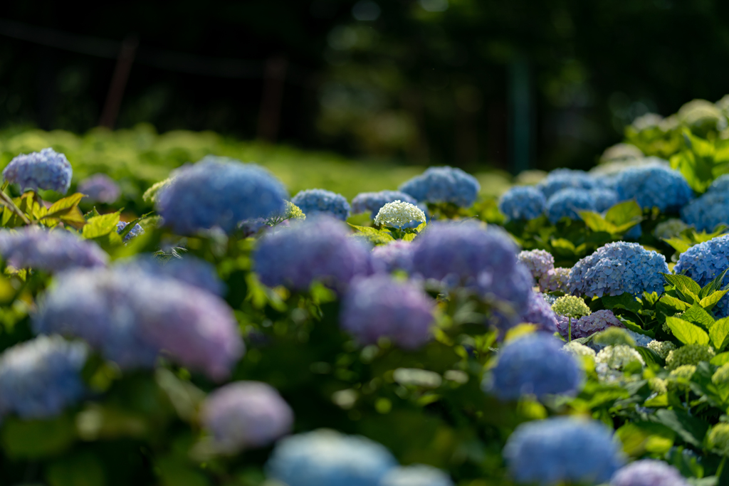 紫陽花の季節到来！ 君を見つけた！