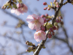 河津桜２０２１　③