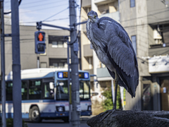 街中のアオサギ③＾＾￥