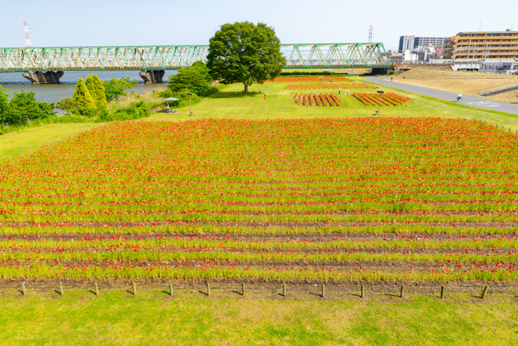 広大なポピーの花畑　なんて広いんだ！
