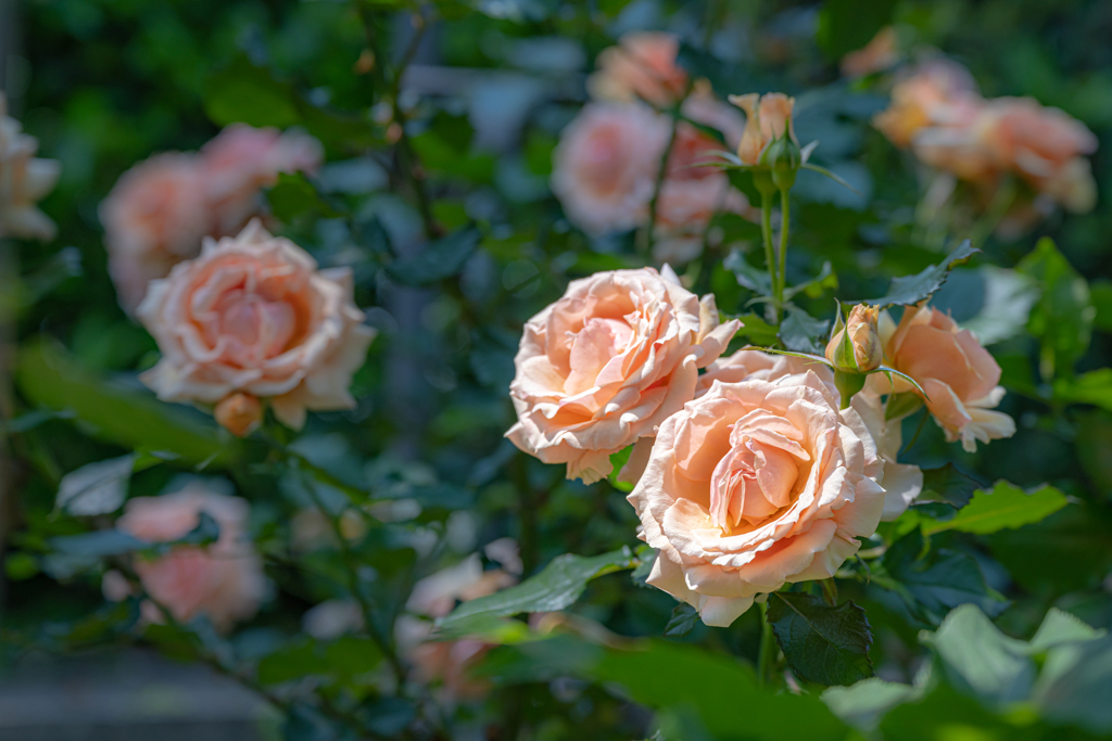 陽の当たる薔薇＾＾￥