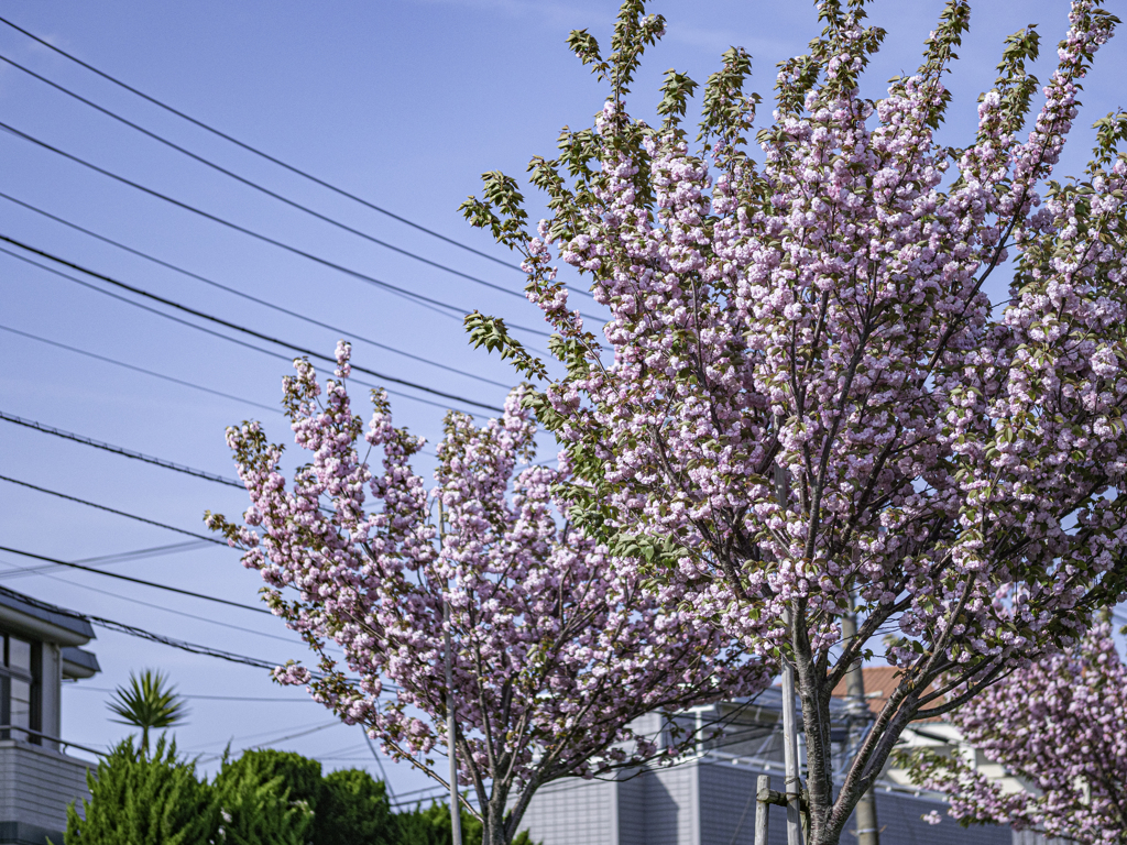 電線と桜＾＾￥