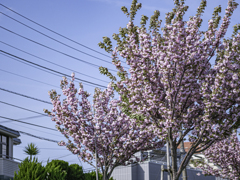 電線と桜＾＾￥
