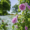 薔薇の季節＾＾￥