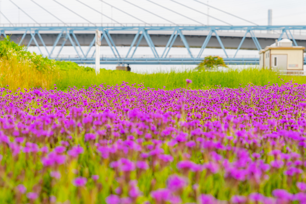紫の花と鉄道と
