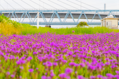 紫の花と鉄道と