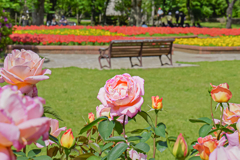 GWの薔薇公園から＾＾￥満開の花公園