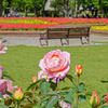 GWの薔薇公園から＾＾￥満開の花公園