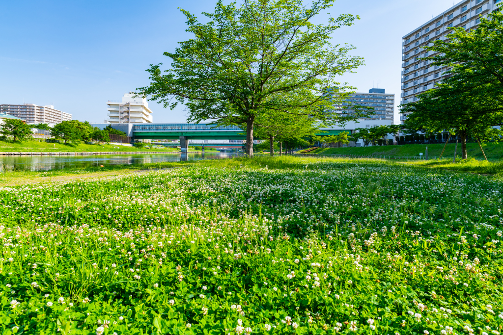 近所の駅近くの川と緑