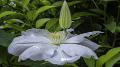 花の過去写真から＾＾￥