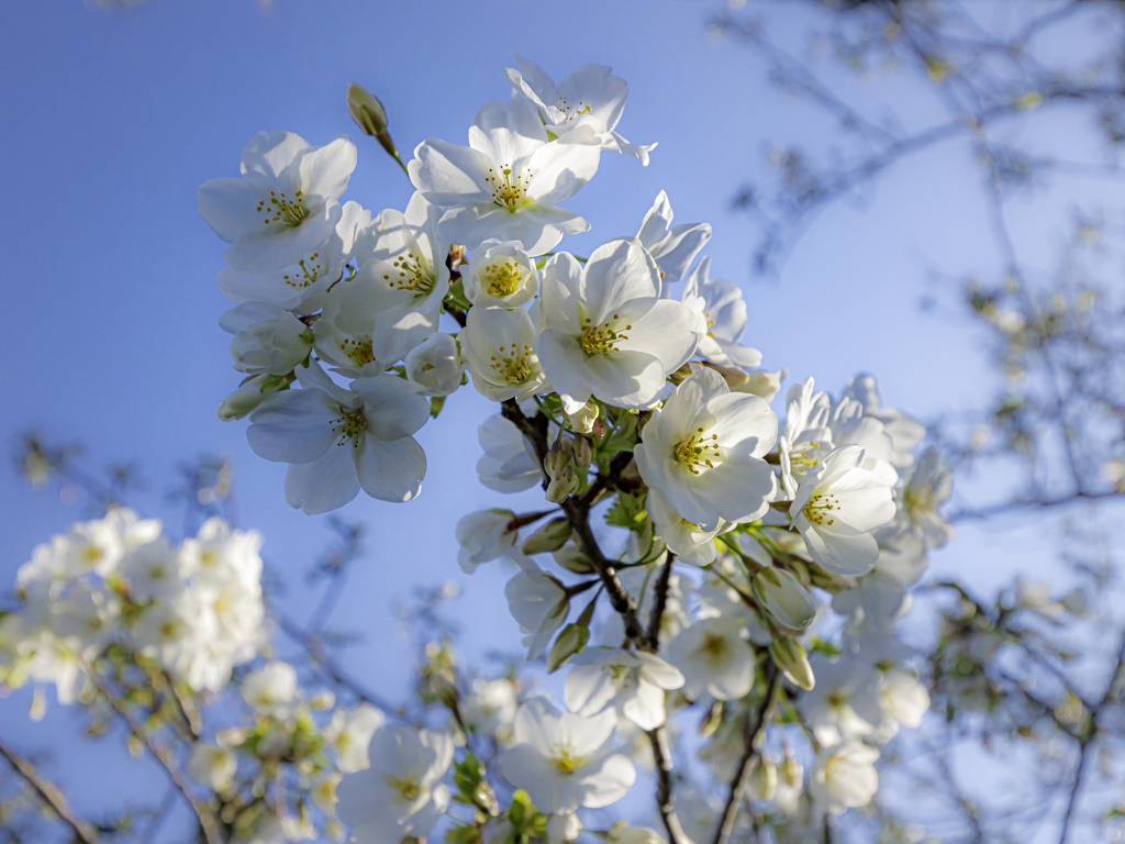 そろそろ桜が本番 By 京子たん Id 写真共有サイト Photohito
