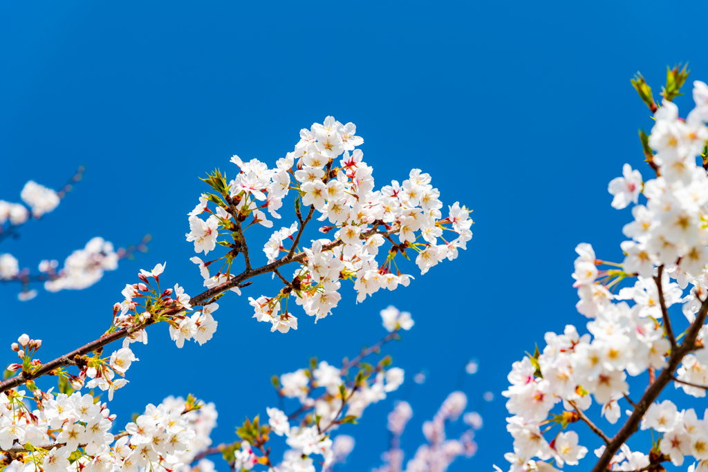 深青の空と桜 その２