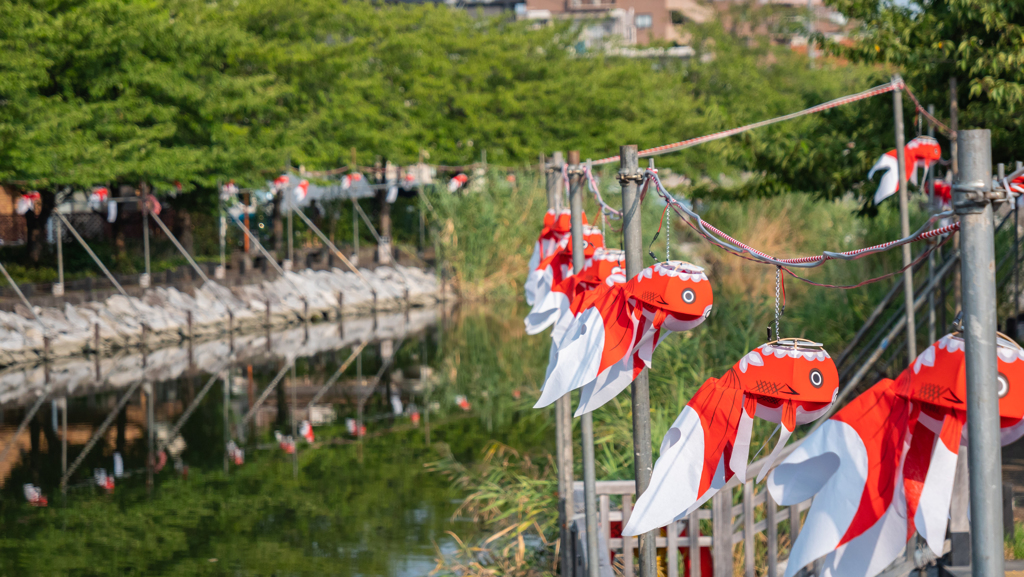 そういえば近所の川で②