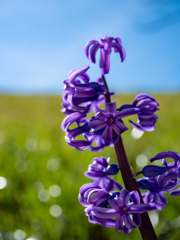 快晴の下　春の花・紫