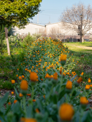 オレンジの花の道