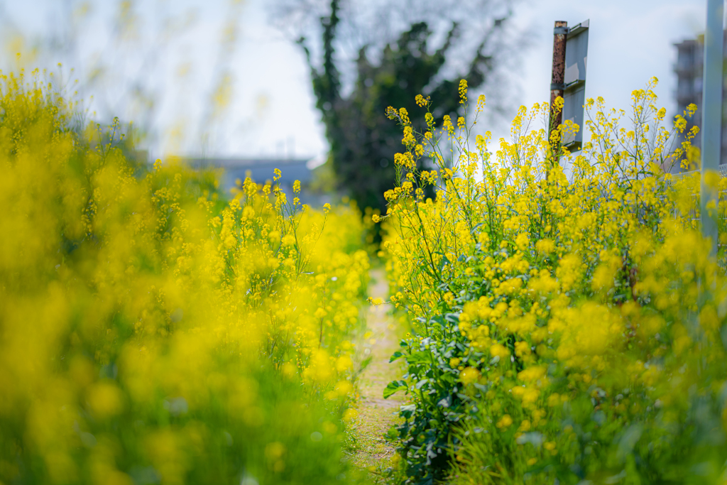 菜の花小道＾＾￥