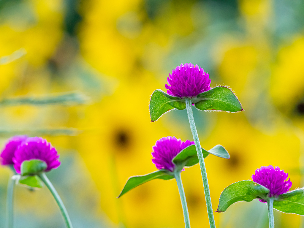 明るい小さな紫の花