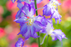 初マクロ撮影の花６