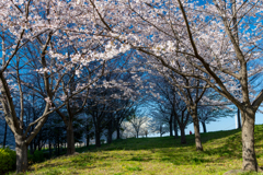 桜のトンネルの向こうには！