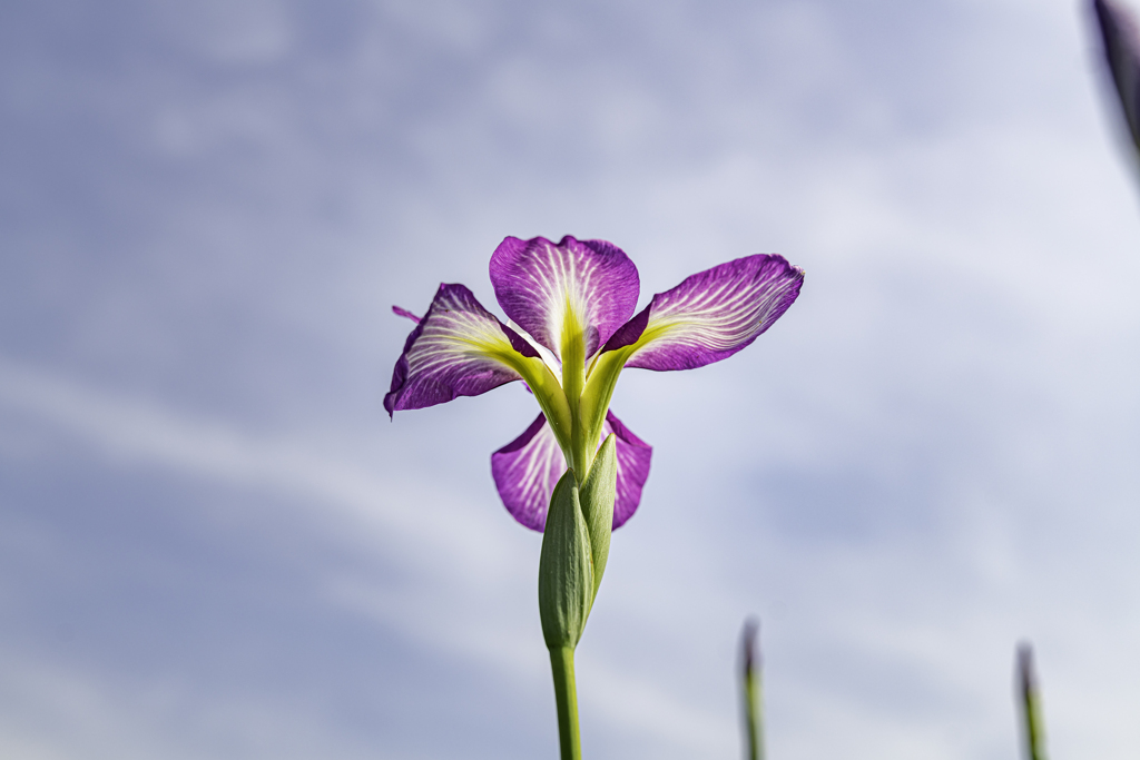 菖蒲が旬＾＾￥