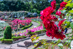 薔薇園＾＾￥