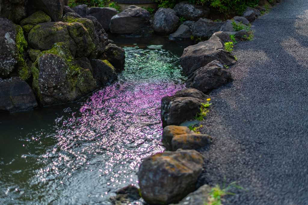 小川に水面に映った花の色