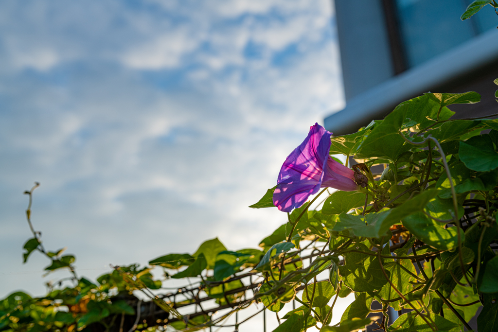 夕暮れ 朝顔 昼顔 夕顔 By 京子たん Id 写真共有サイト Photohito