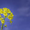 青空に菜の花＾＾￥