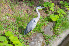 じゅん菜池緑地①