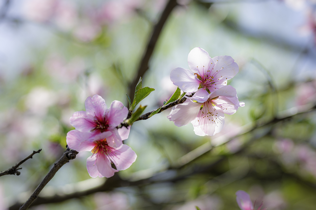 桃花＾＾￥