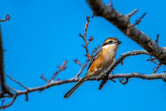 手賀沼　野鳥③