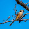 手賀沼　野鳥③