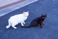 黒猫と白猫のタンゴ