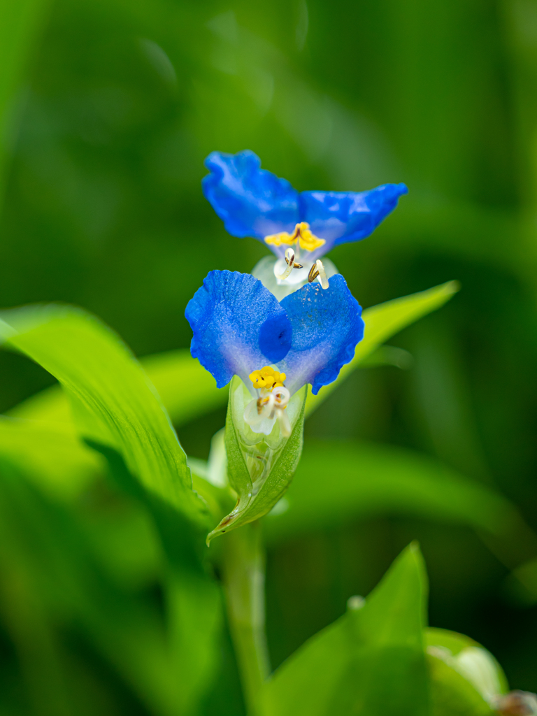 きれいな野花　青