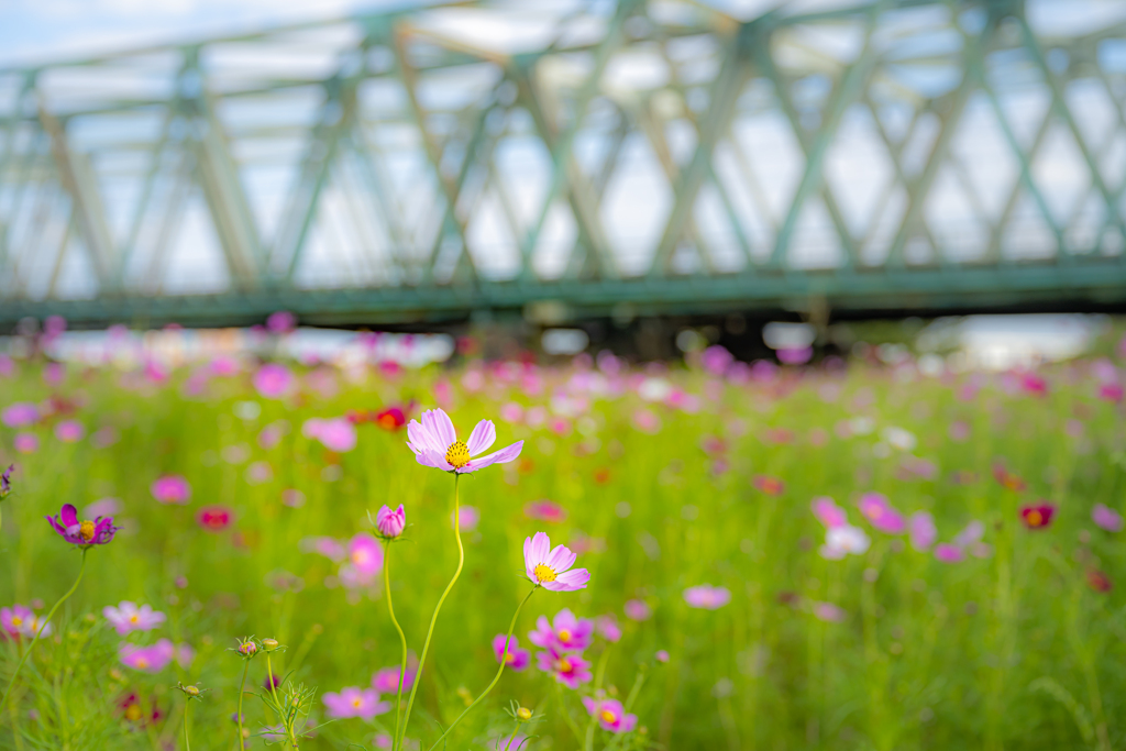 コスモスの花＾＾￥