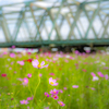 コスモスの花＾＾￥