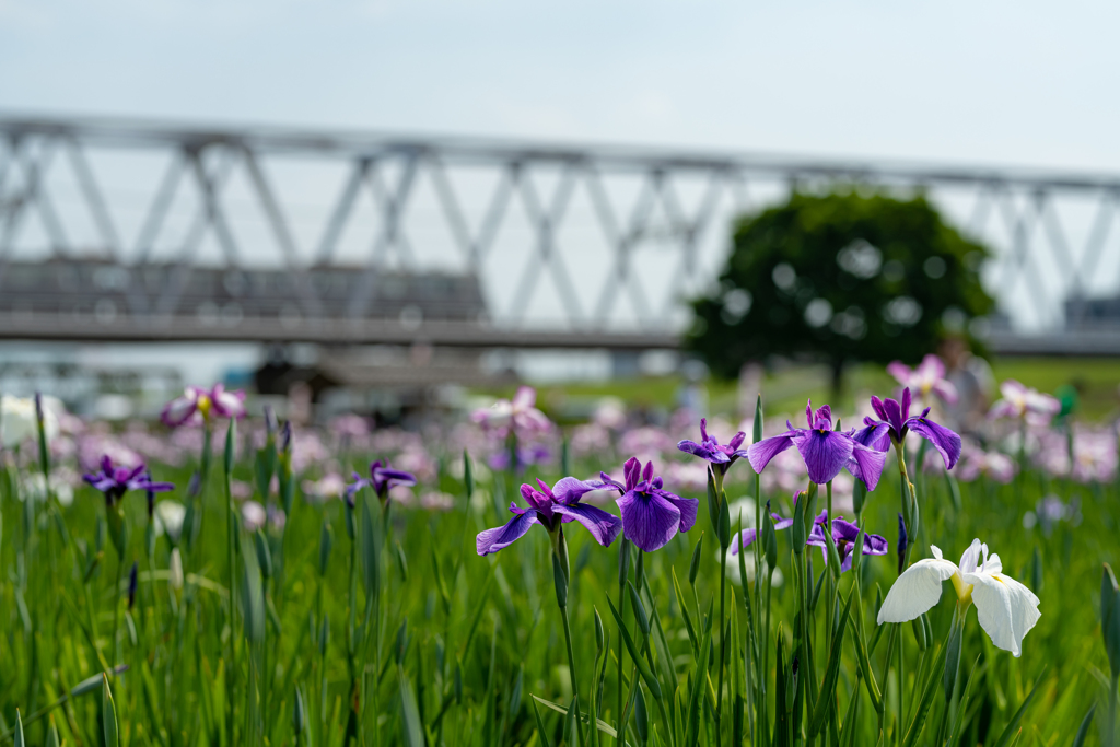 小岩菖蒲園・リターンズ　鉄道と共に！