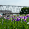 小岩菖蒲園・リターンズ　鉄道と共に！