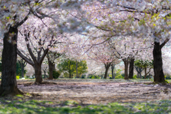 天井には桜