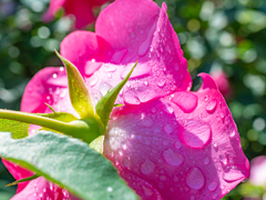 フレッシュな薔薇＾＾￥