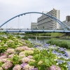 アジサイの橋＾＾￥