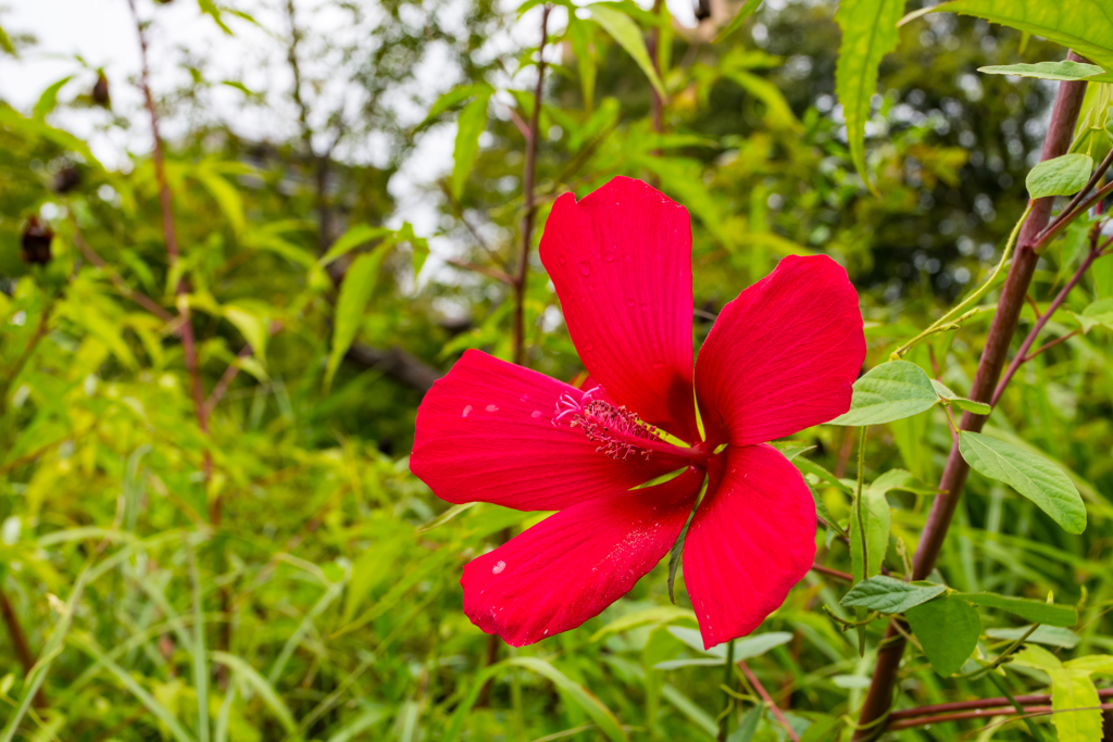 向島百花園⑦