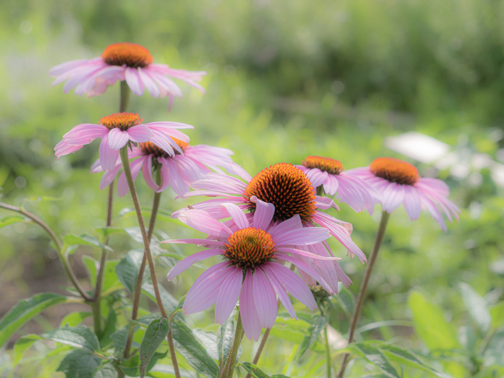 謎の花