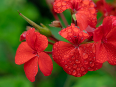 雨に濡れたオレンジの花